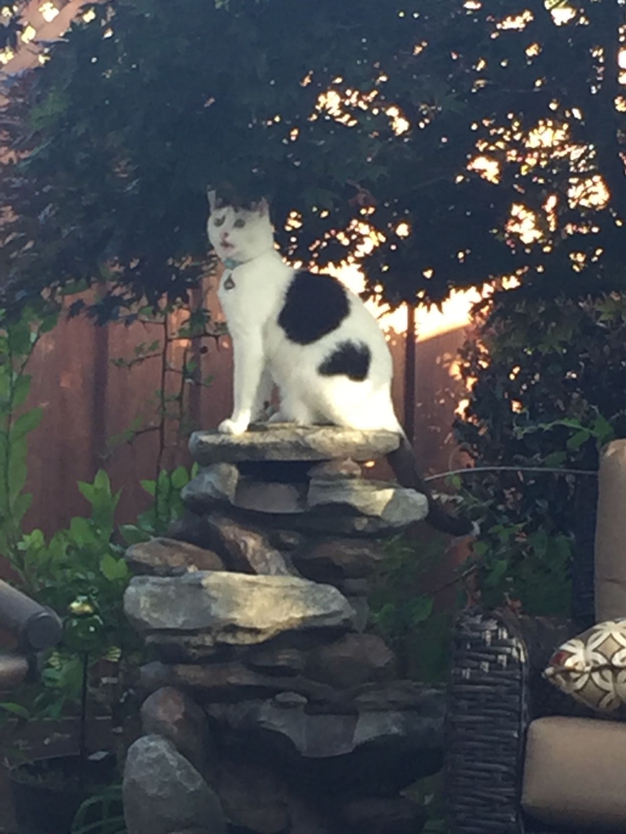 Koda